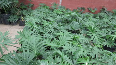 Angiospermae