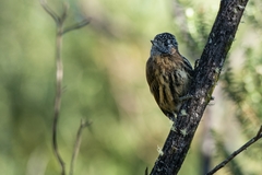 Picumnus nebulosus