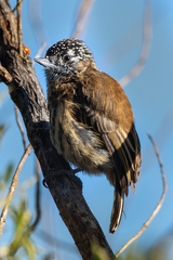 Picumnus nebulosus