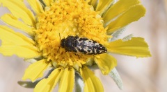 Acmaeodera cuneata