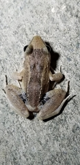 Eleutherodactylus atkinsi