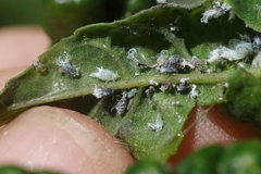 Prociphilus fraxinifolii