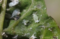 Prociphilus fraxinifolii