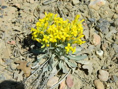 Physaria newberryi