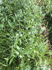 Asperugo procumbens