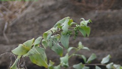 Myriopus psilostachya