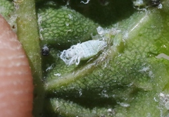 Prociphilus fraxinifolii