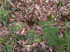 Dryopteris lacera