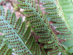 Dryopteris lacera