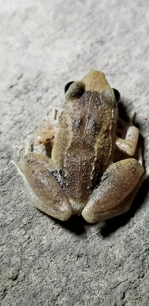 Cuban Groin-spot Frog (Herps of Eastern Cuba) · iNaturalist