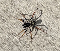 Habronestes hunti