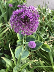 Allium