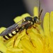 Black-and-yellow Nomad Bee - Photo (c) Riley Walsh, some rights reserved (CC BY-NC), uploaded by Riley Walsh