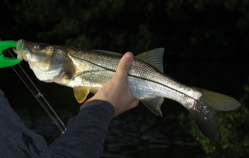 Common Snook