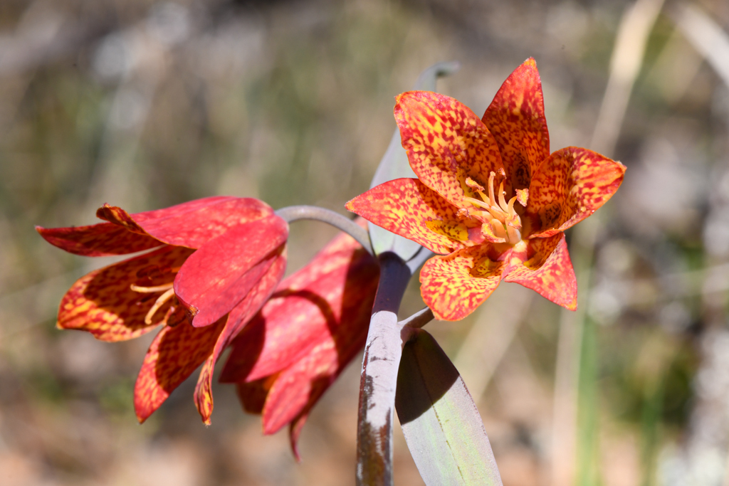 Fritillaria gentneri; photograph (c) Trevor Van Loon, some rights reserved (CC BY)