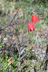 Fritillaria gentneri