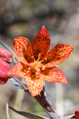 Fritillaria gentneri