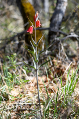 Fritillaria gentneri