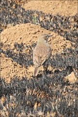 Certhilauda semitorquata
