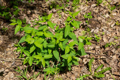 Lithospermum latifolium