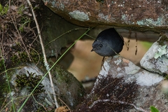 Scytalopus pachecoi