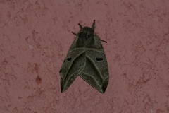 Austrolippa convergens