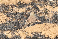 Certhilauda semitorquata