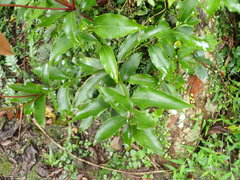 Beilschmiedia erythrophloia