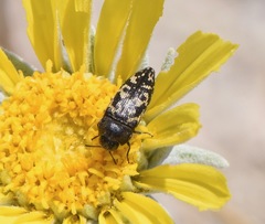 Acmaeodera cuneata