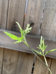 Apiaceae