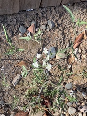 Apiaceae
