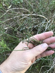 Baccharis malibuensis