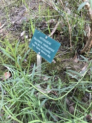 Baccharis malibuensis