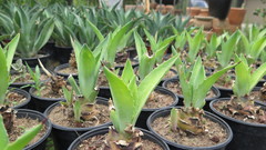 Agave
