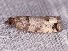 Notocelia culminana