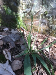 Carex platyphylla