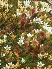 Drosera stenopetala