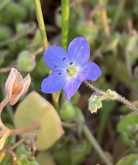 Nemophila pulchella