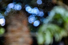 Micrathena nigrichelis