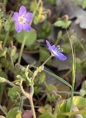Nemophila pulchella