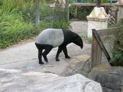 Tapirus indicus