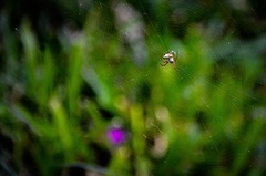 Micrathena nigrichelis