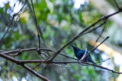 Thalurania glaucopis