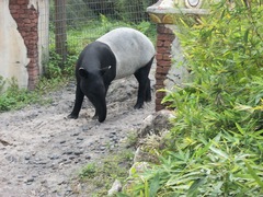 Tapirus indicus