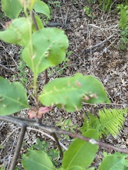Eriophyes cerasicrumena