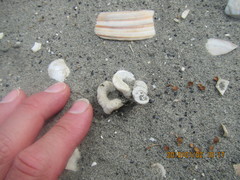 Thylacodes zelandicus