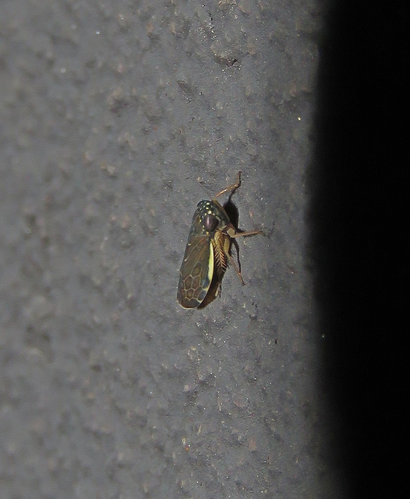 Cicadellid leafhopper