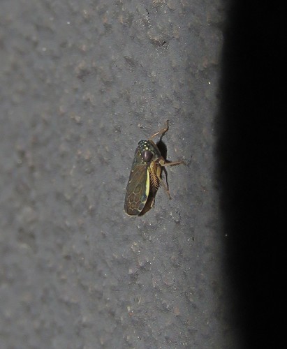 Cicadellid leafhopper
