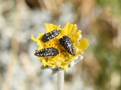 Acmaeodera cuneata