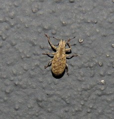 Plectrophoroides humeralis